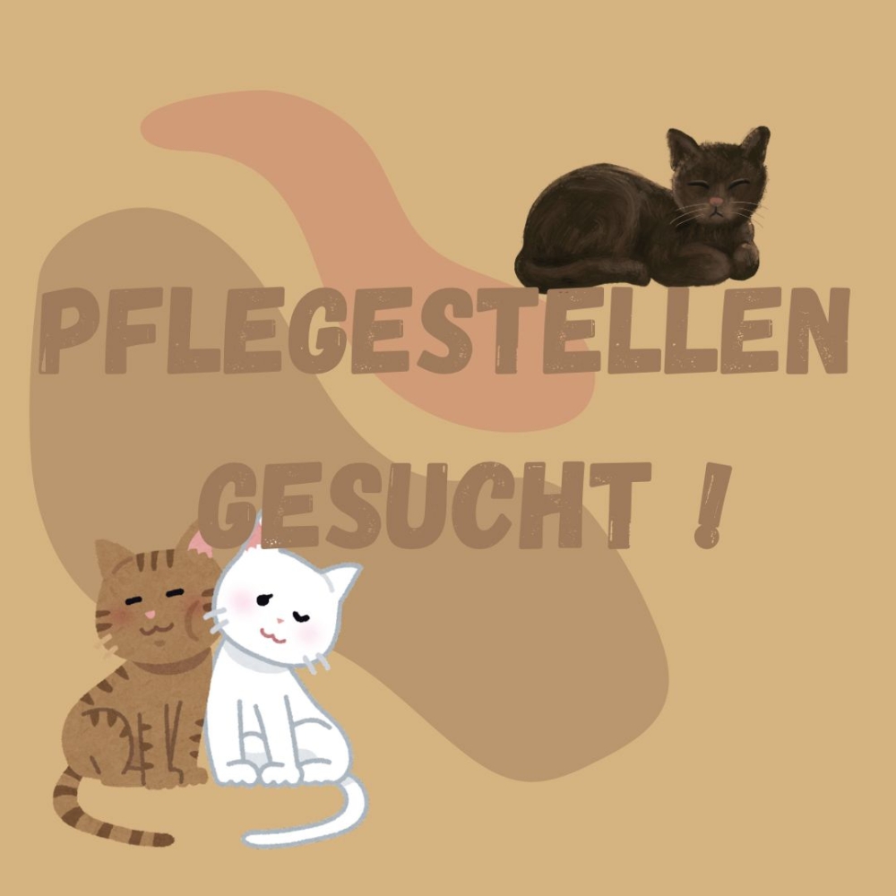 WhatsApp Image 2025-09-29 at 09.56.06.jpeg
