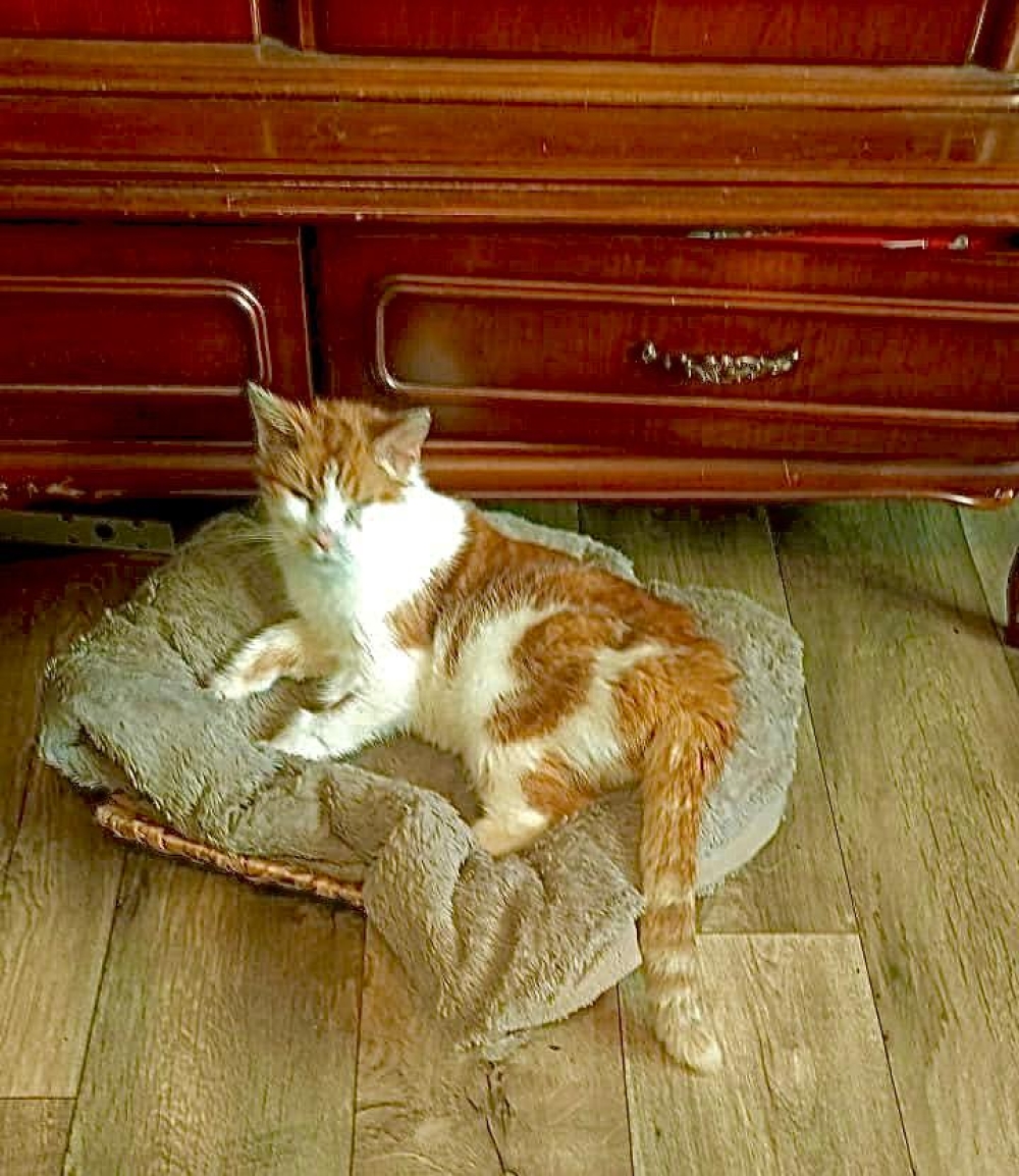 Paddy