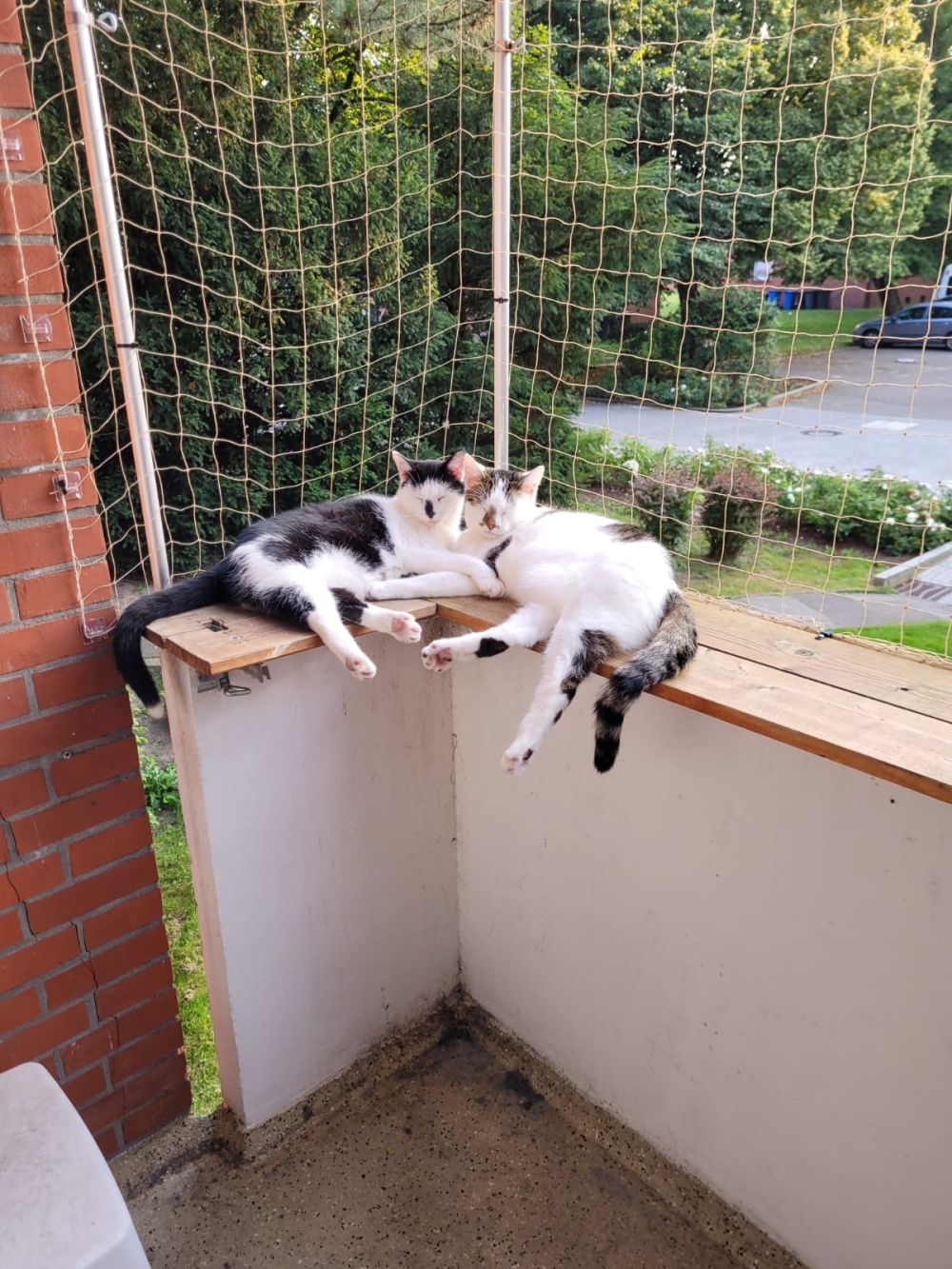 Tiffy und Lilli