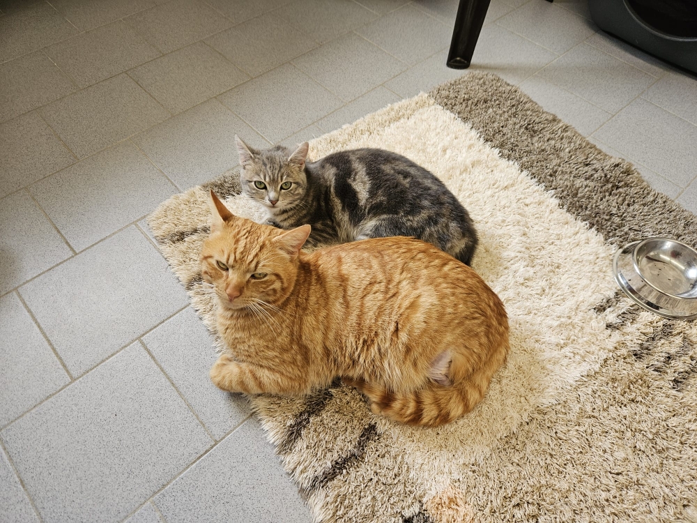 Pico und Joy