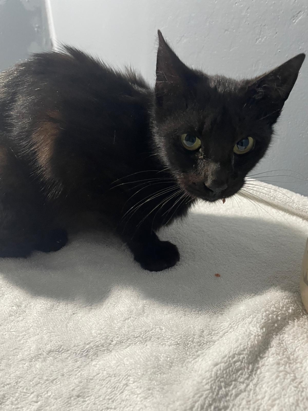 Fundkatze 13.04.2026