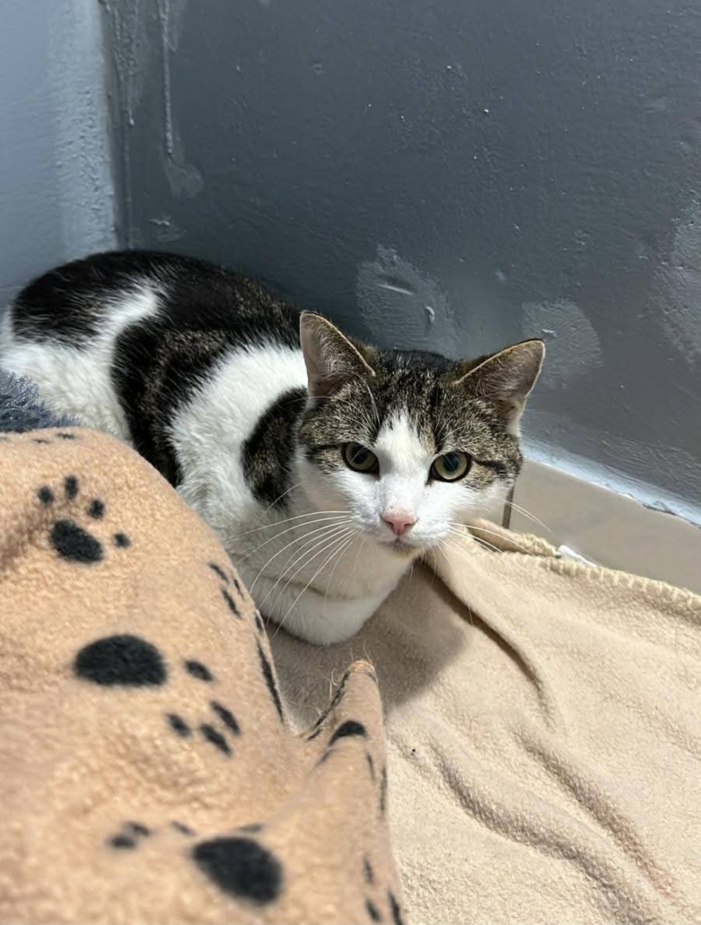Fundkater 29.4.26