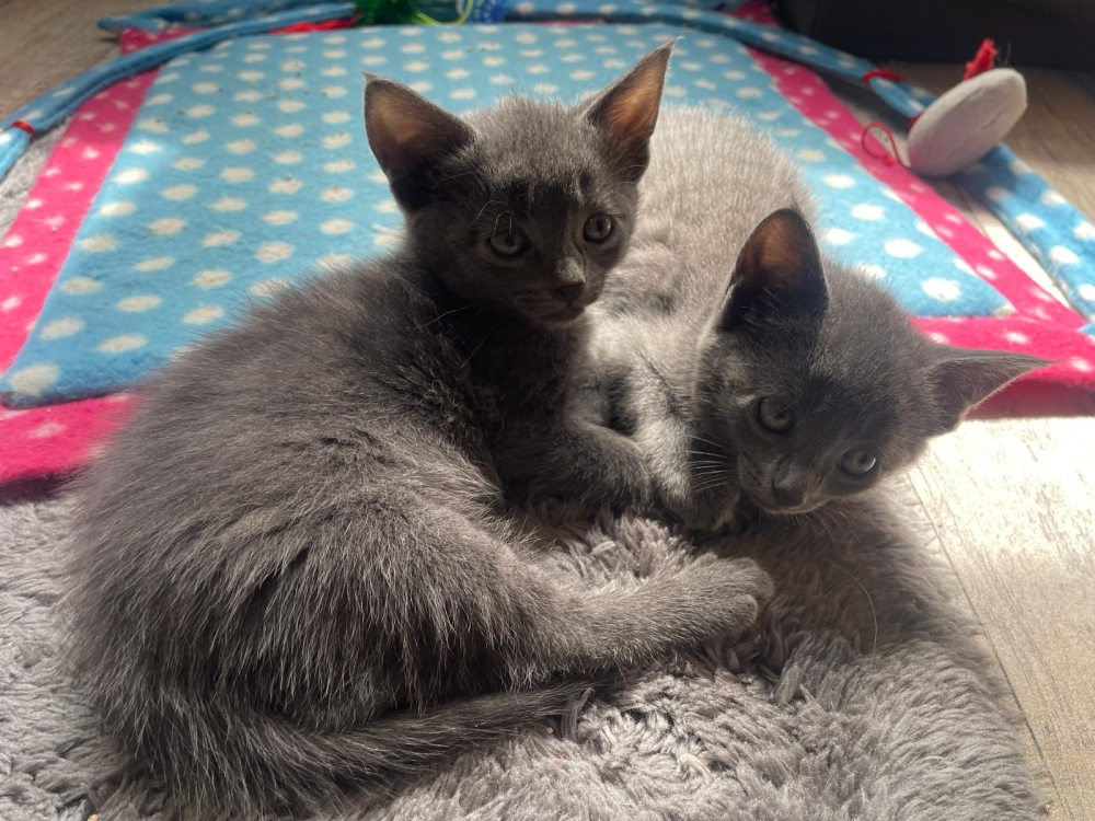 Loui & Filou
