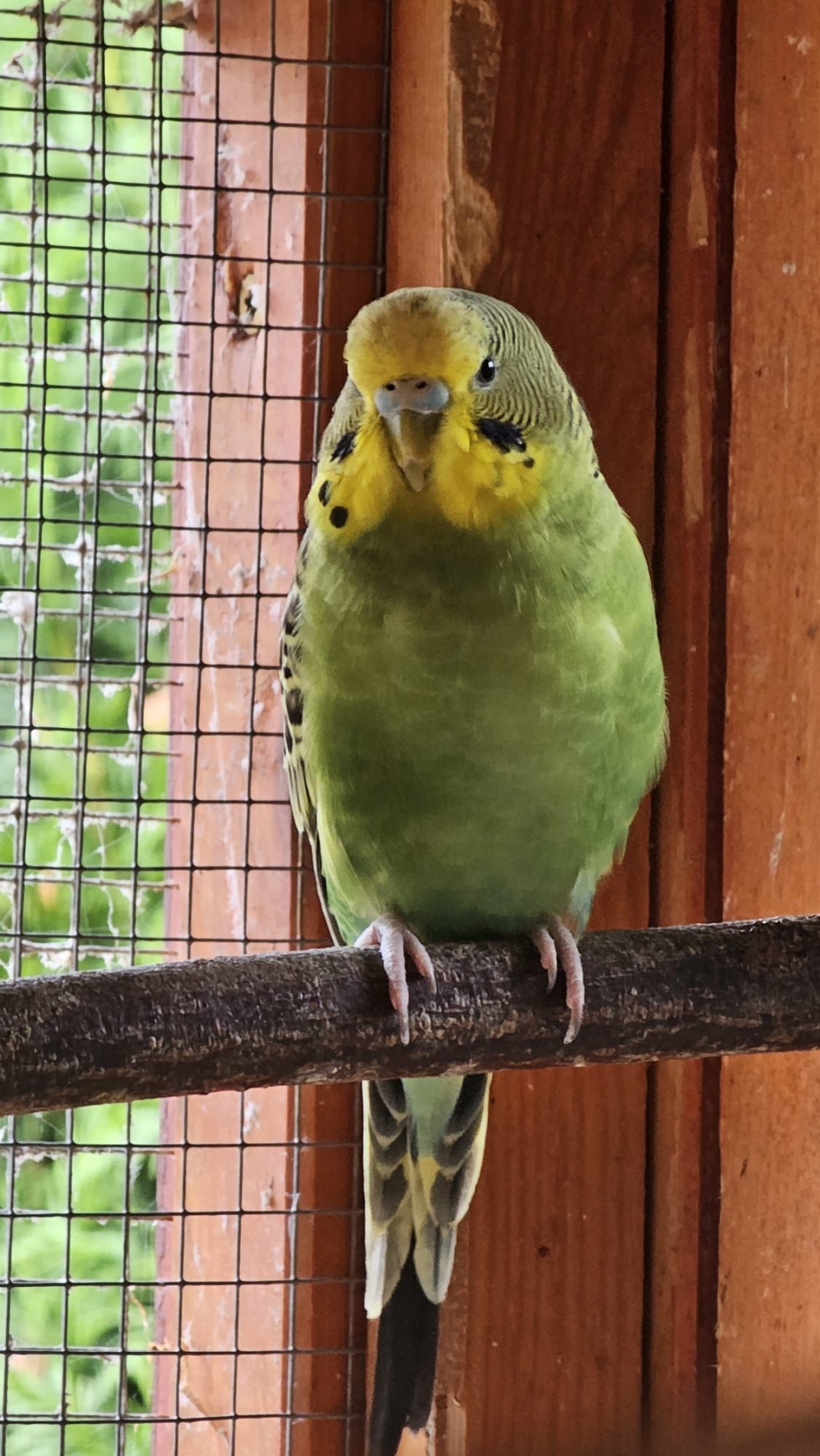 Fundvogel