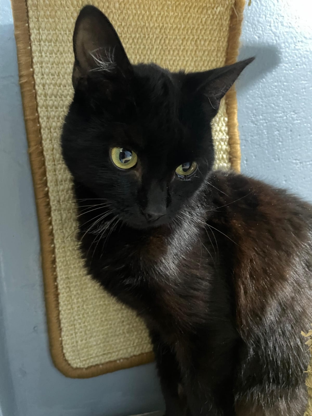 Fundkater WNK