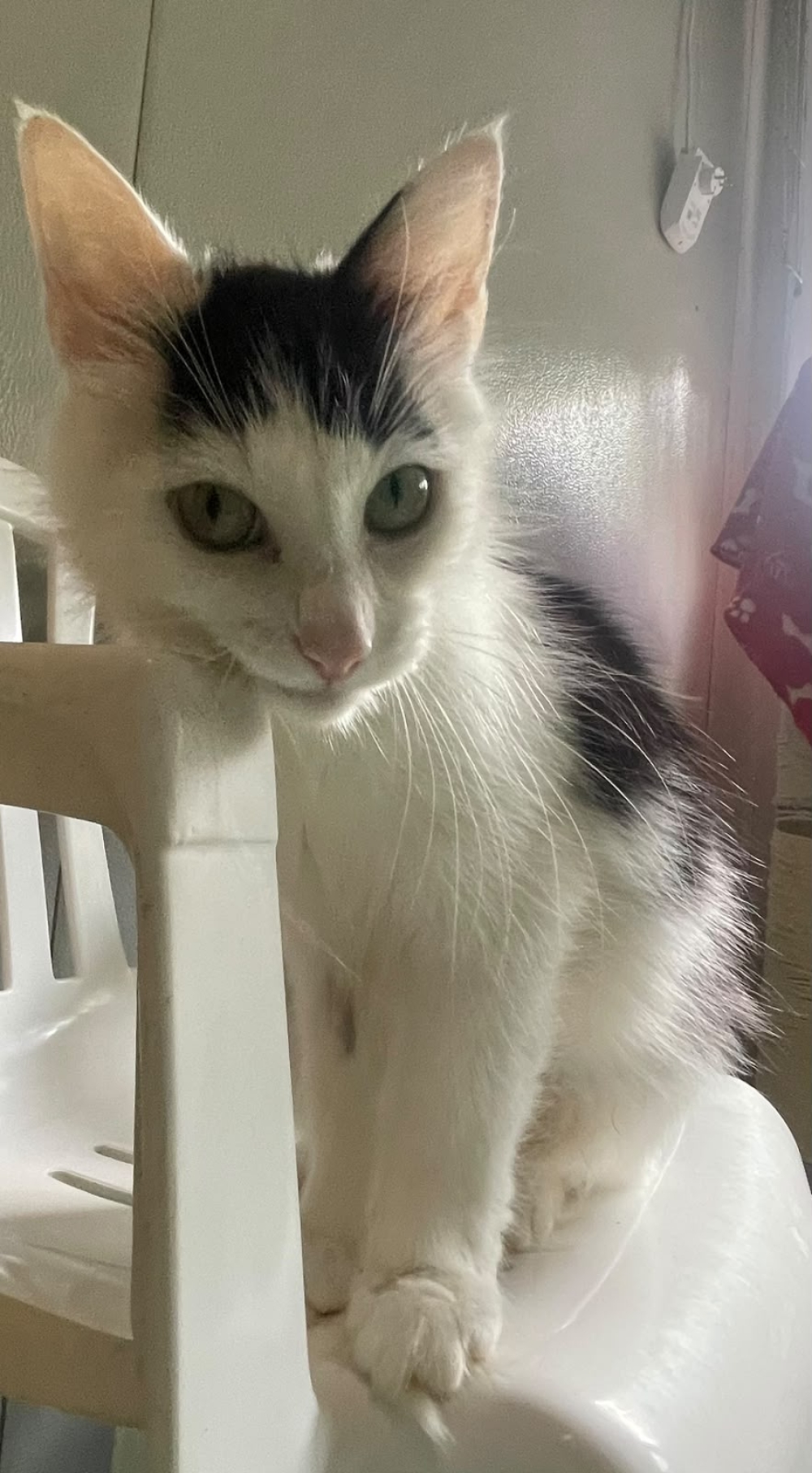 Pepelepew