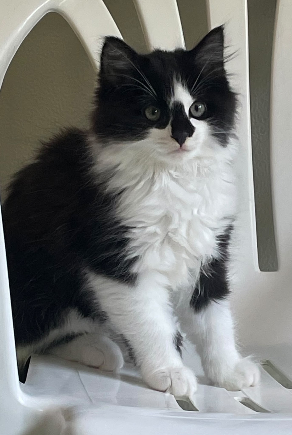 Pampelmuse