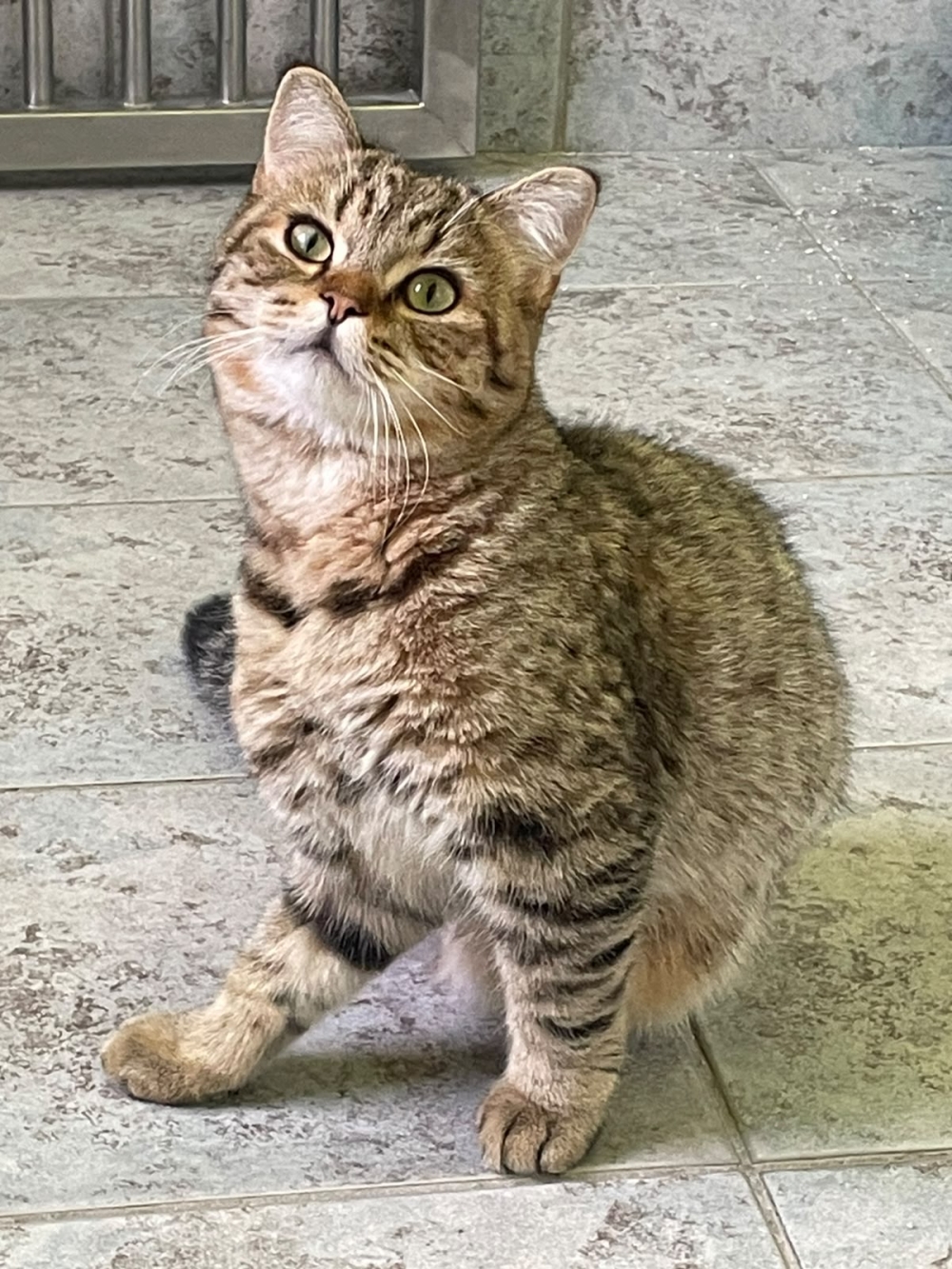 Simba