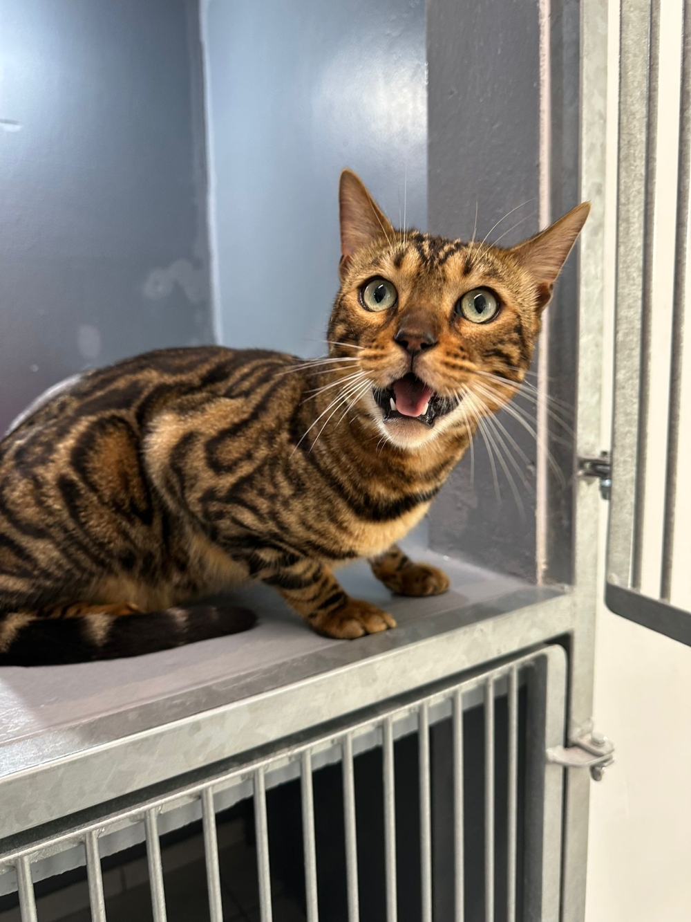 Bengalkater