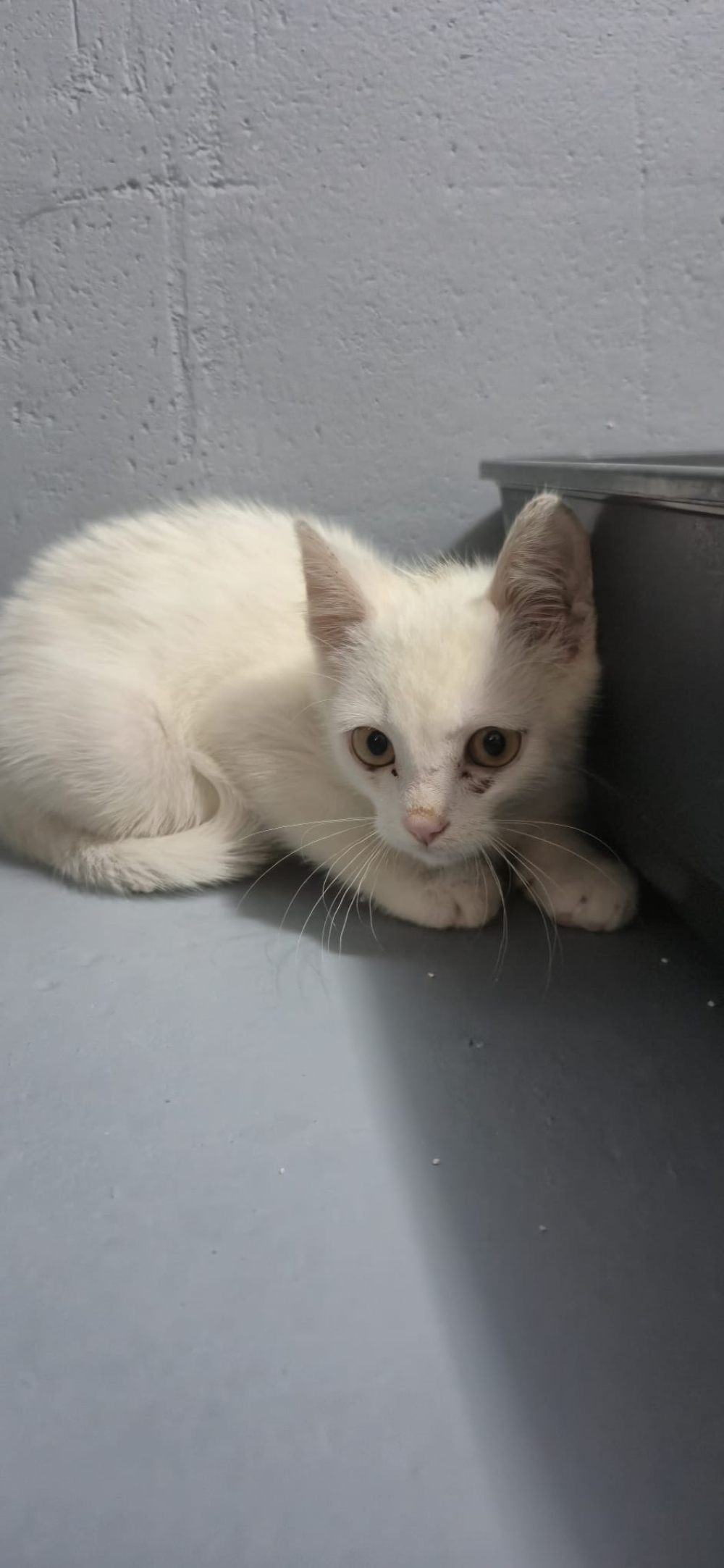 Snowball