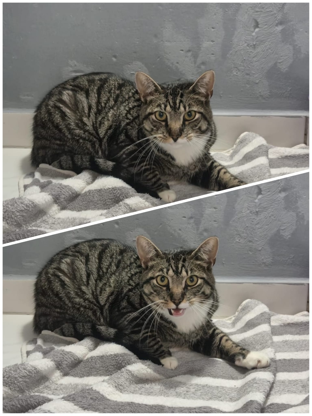 Fundkater Wingst