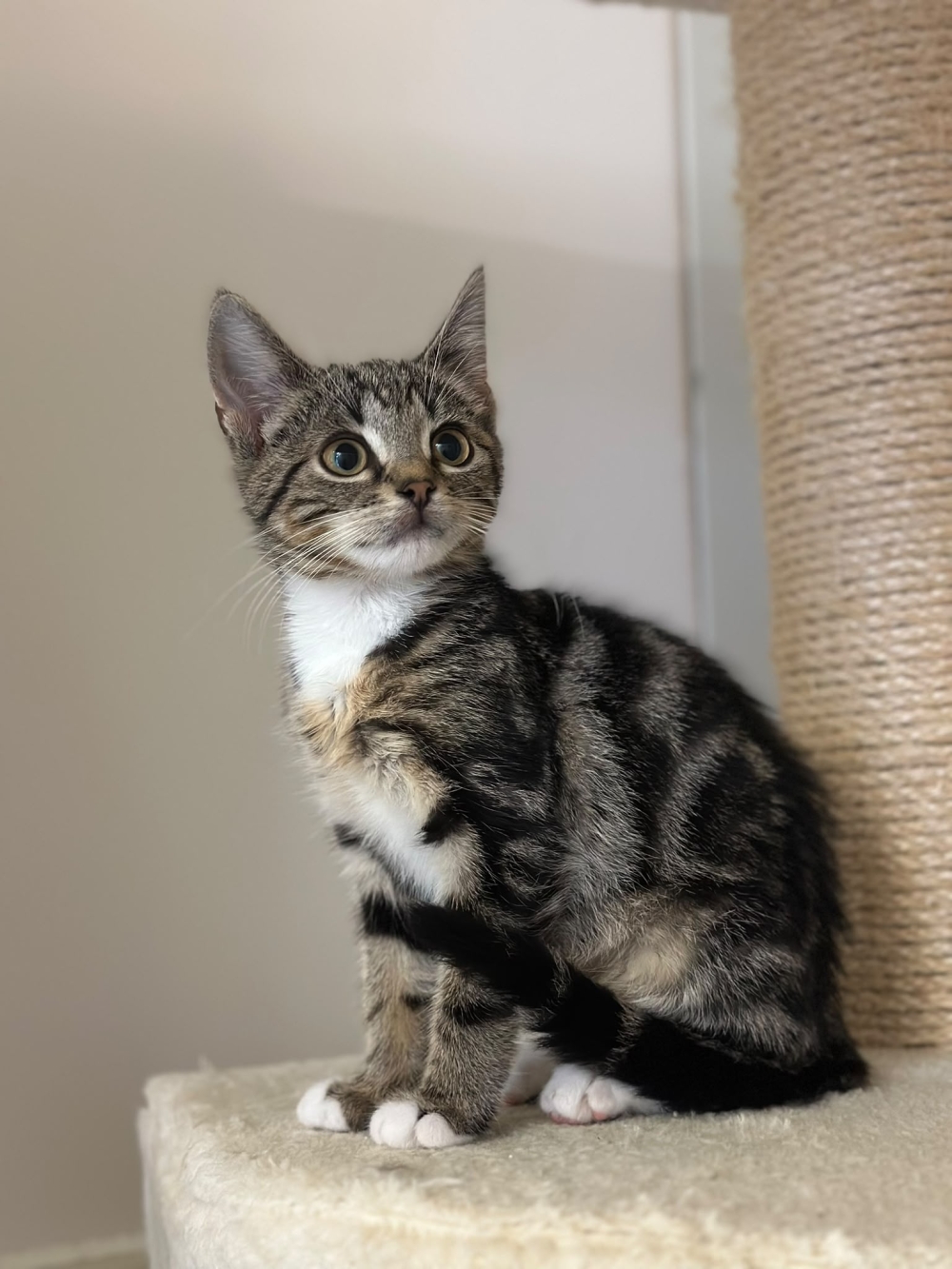 Nova