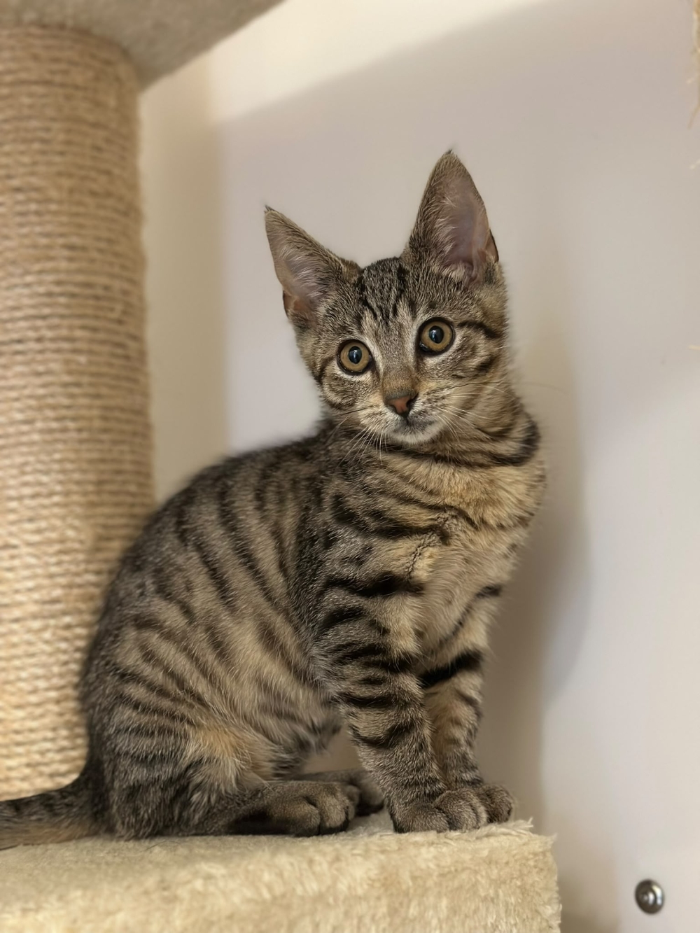 Leonidas