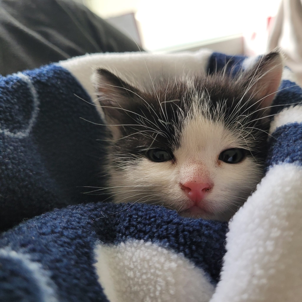Fundkitten 02.09.26