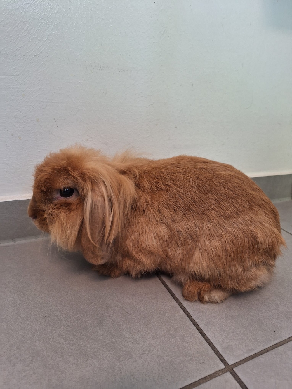 Fundkaninchen
