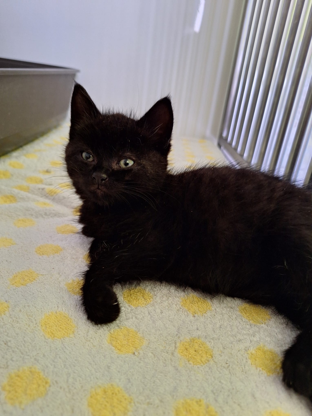 Fundkitten 5.9.26