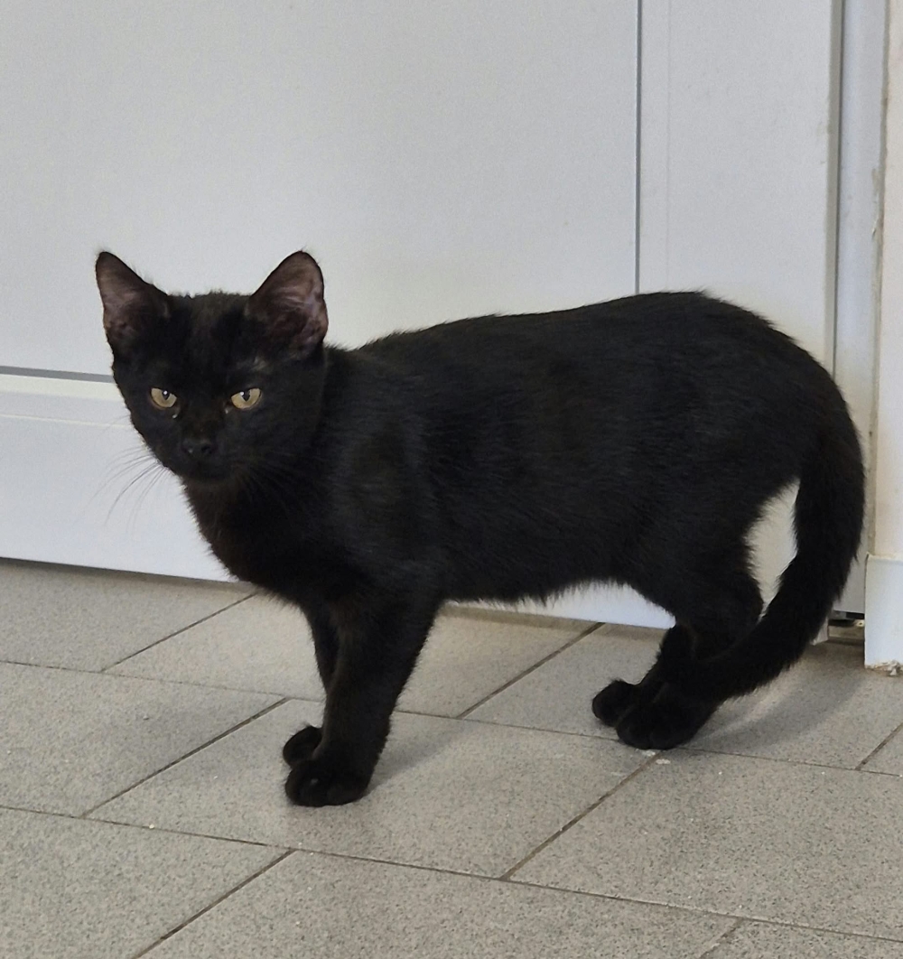 Suki